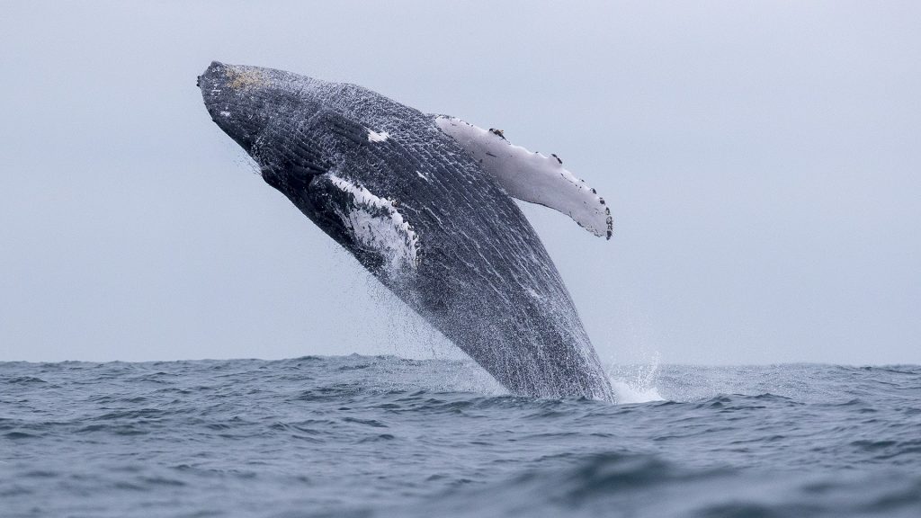 Miles de ballenas jorobadas arriban a costas de Ecuador