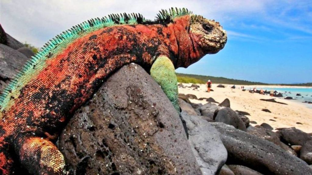 El turismo en Galápagos empieza a recuperarse