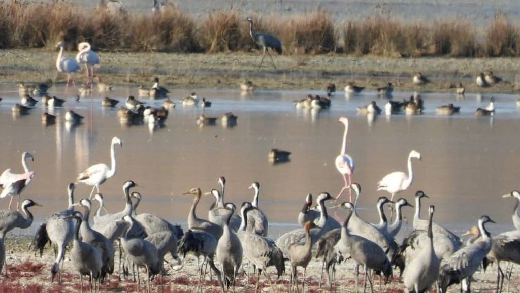 Las grullas, el atractivo de Gallocanta para los turistas internacionales