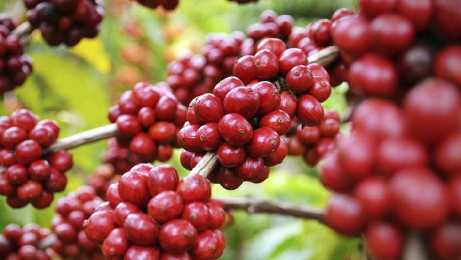 El lujoso Café Geisha de Panamá estableció un nuevo récord mundial