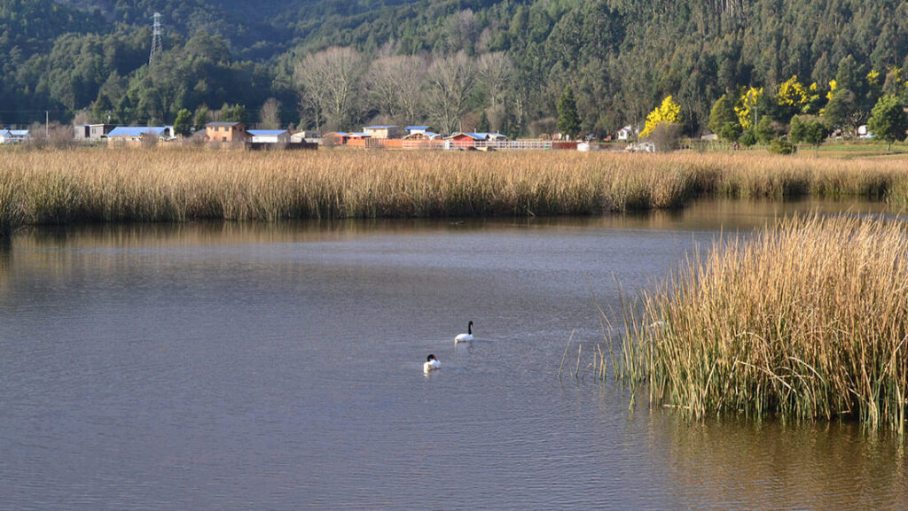 Gracias a sus humedales, Valdivia podría recibir un gran reconocimiento mundial