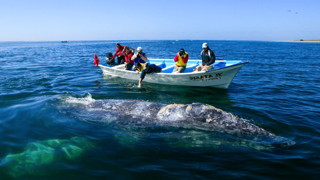 Puerto Chale se enfoca en la inversión hotelera ante el crecimiento del turismo