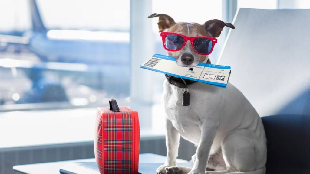 Turkish Airlines despega en viajes ‘petfriendly’