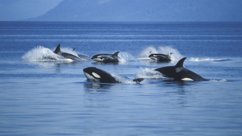 Perú da por iniciada la temporada oficial de avistamiento de ballenas