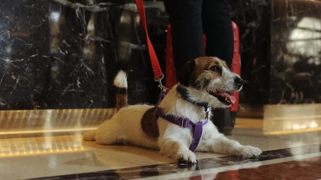 Montevideo se suma a la tendencia pet friendly: After Hotel apuesta por viajeros con mascotas