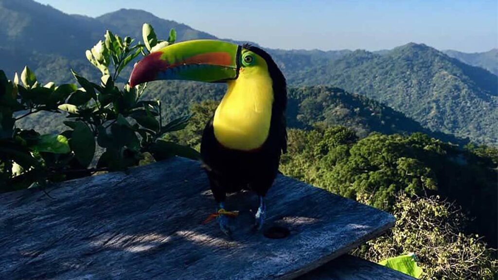 Costa Rica: el paraíso del avistamiento de aves que enamora al mundo