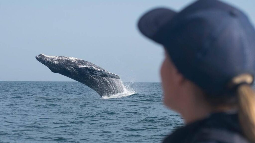 Samaná inicia la temporada de avistamiento de ballenas jorobadas 2025