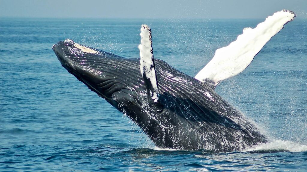 Puerto Madryn: una experiencia única con ballenas francas en el corazón de la Patagonia