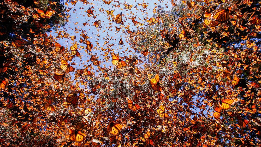 El viaje de la mariposa Monarca: un fenómeno natural que impulsa el turismo en Michoacán