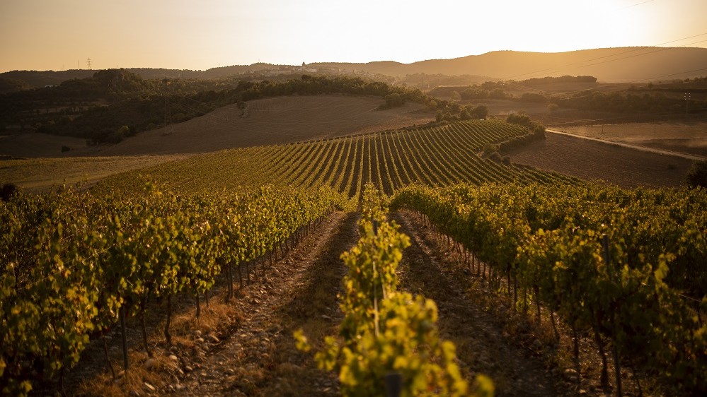 Somontano, entre las rutas del vino más consolidadas de España