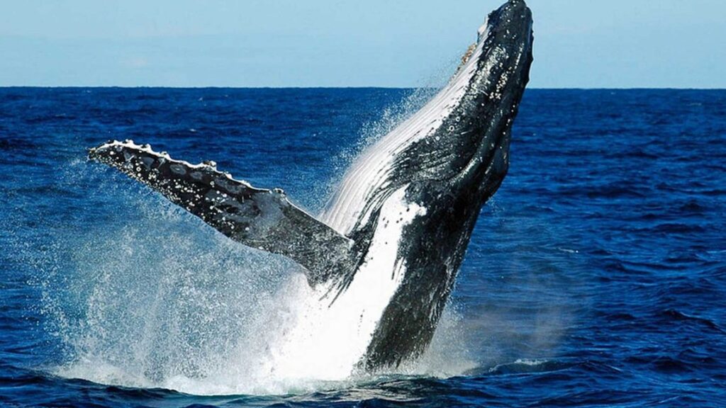 São Sebastião, destino líder en el turismo sostenible de avistamiento de ballenas