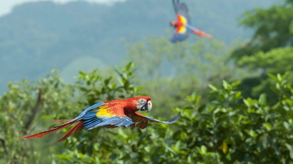 Rancho Las Guacamayas: conservación y turismo sostenible en el corazón de México