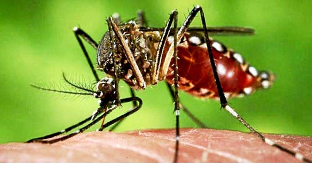 Advierten que la vacunación contra el chikungunya es clave antes de viajar a Cuba