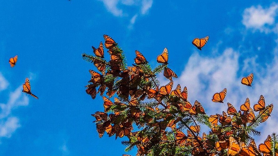 Michoacán despliega su magia invernal entre mariposas monarca y tradición navideña