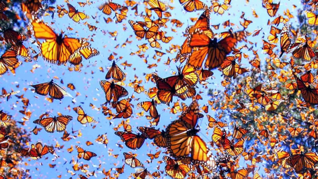 Mariposas monarca: el viaje milenario que transforma a México en santuario natural