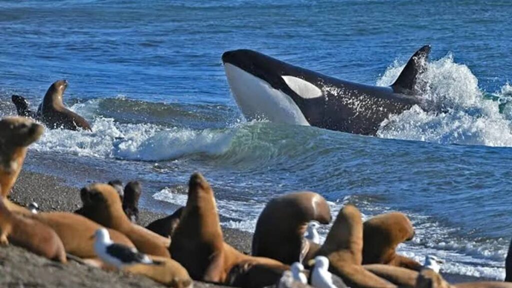 La Península Valdés inaugura la temporada de orcas 2026 con avistajes en vivo