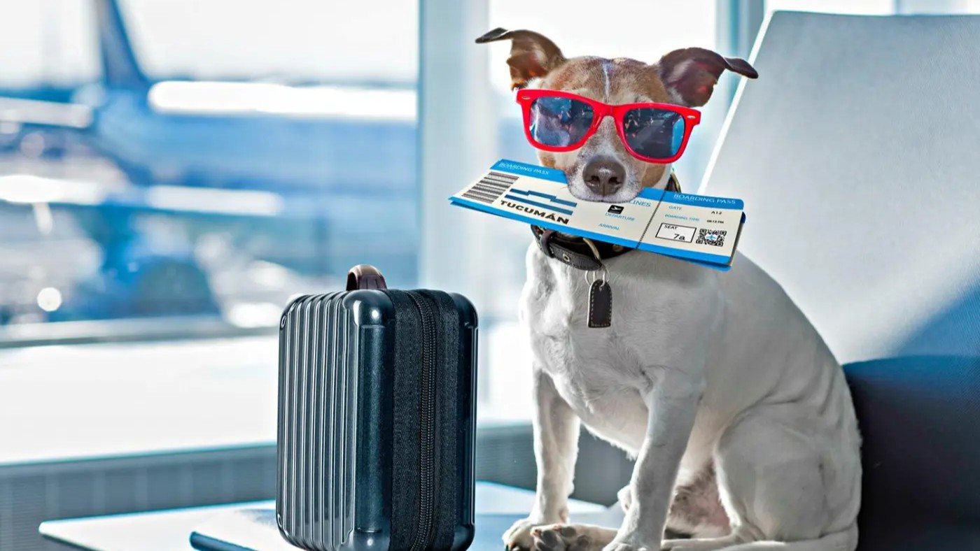 Destinos pet friendly: una tendencia en alza que transforma la forma de viajar
