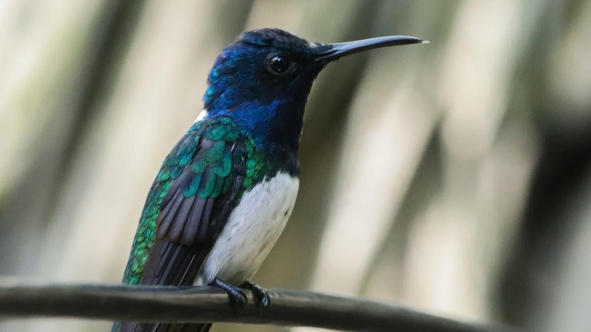 60 sitios habilitados para observar aves durante el Centroamérica Big Day 2026