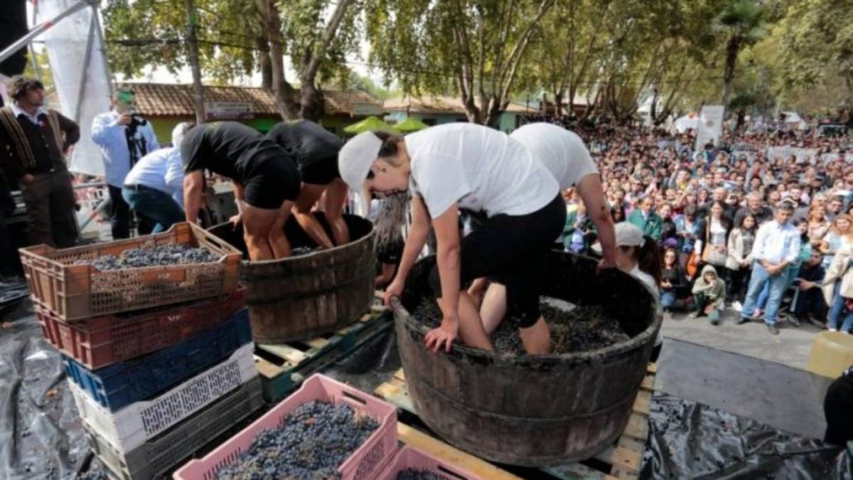 Isla de Maipo se prepara para una Vendimia 2026 récord