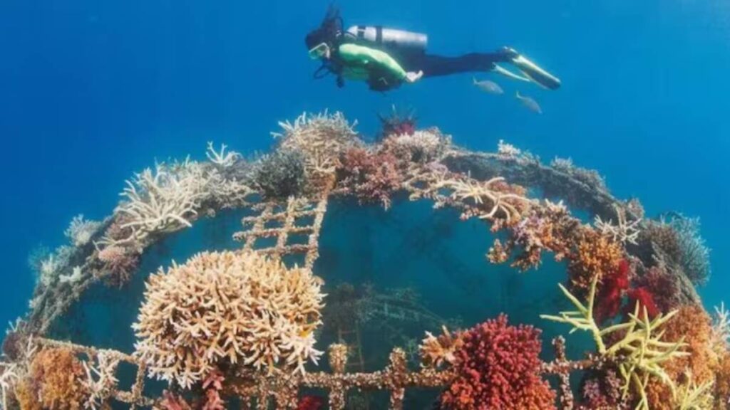 Bajo el mar de Madryn: un nuevo refugio para la vida marina