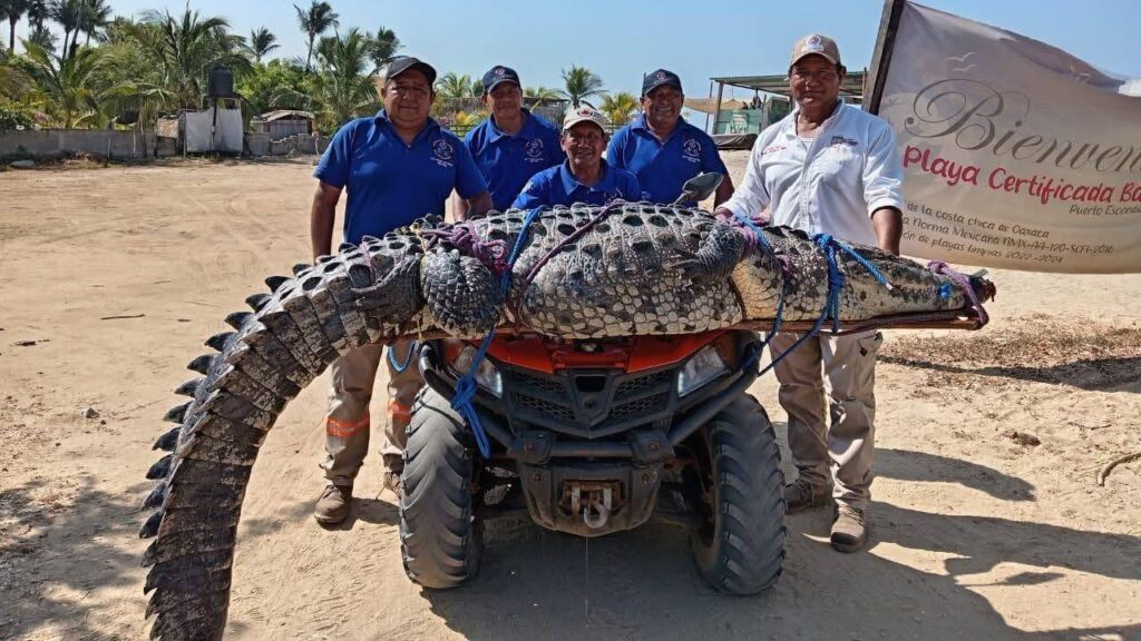 Cocodrilo de 3 metros sorprende en una playa de Oaxaca