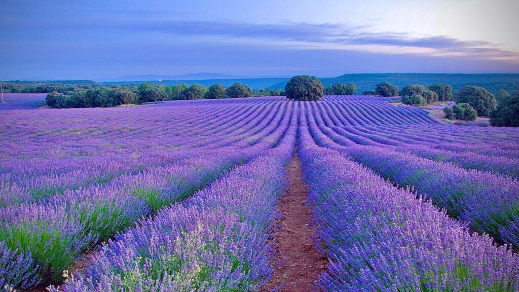 Brihuega, el destino español donde la lavanda impulsa un modelo de turismo sostenible