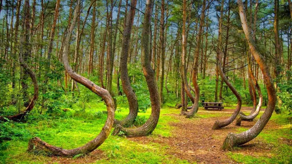 El misterio del «Bosque Torcido»: el destino europeo que desafía las leyes de la naturaleza, y por qué debes visitarlo ya