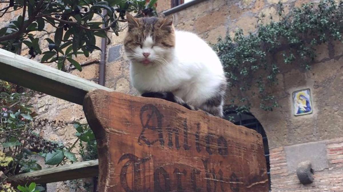 Conocé el pueblo italiano donde hay más gatos que personas