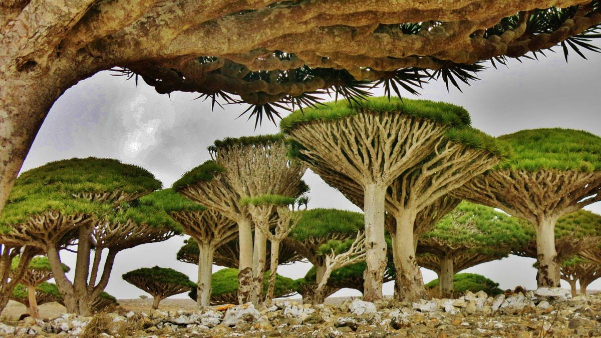 Socotra: la isla de otro planeta donde crece el enigmático árbol de sangre de dragón