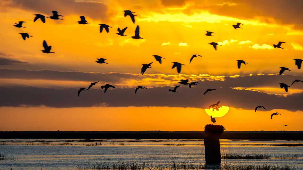 Ecoturismo en Huelva: marismas, biodiversidad y experiencias que redefinen el lujo