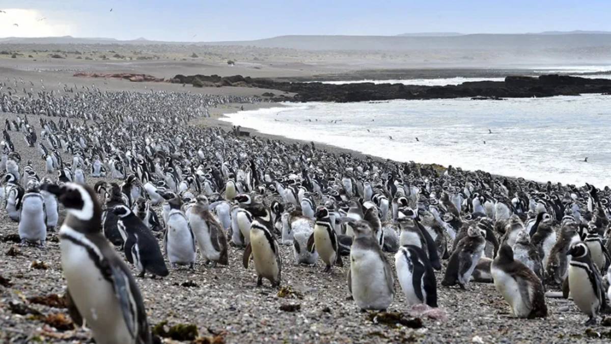 Chubut superó los 100.000 visitantes en la temporada de pingüinos y consolida su atractivo internacional