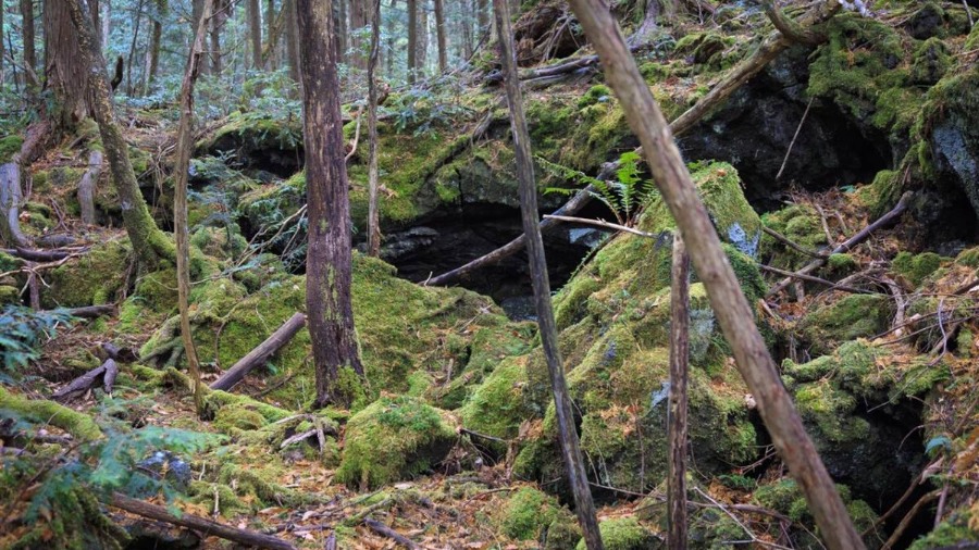 El “bosque de los suicidios” que se volvió atracción turística mundial al pie del Monte Fuji