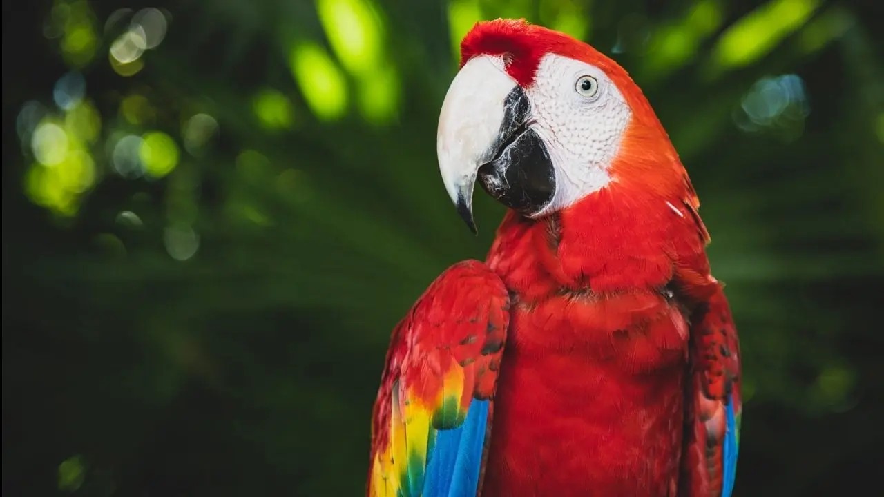 Guacamaya Fest 2026: Copán Ruinas celebrará la cultura, la conservación y la liberación de Guacamayas Rojas