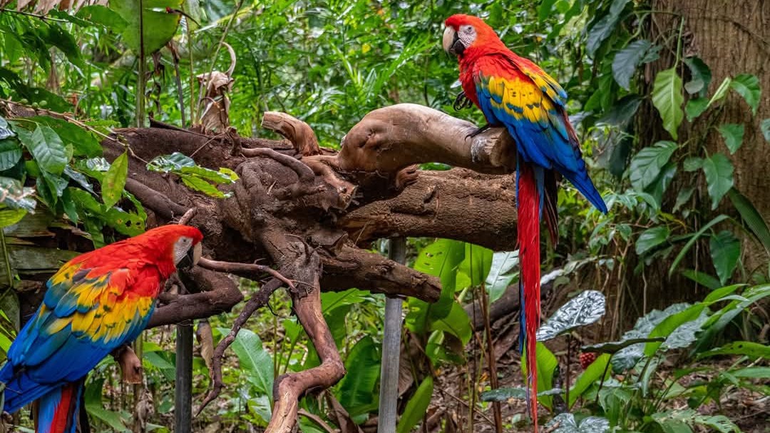 Copán Ruinas celebra El Guacamaya Fest 2026, una década uniendo conservación, cultura y turismo