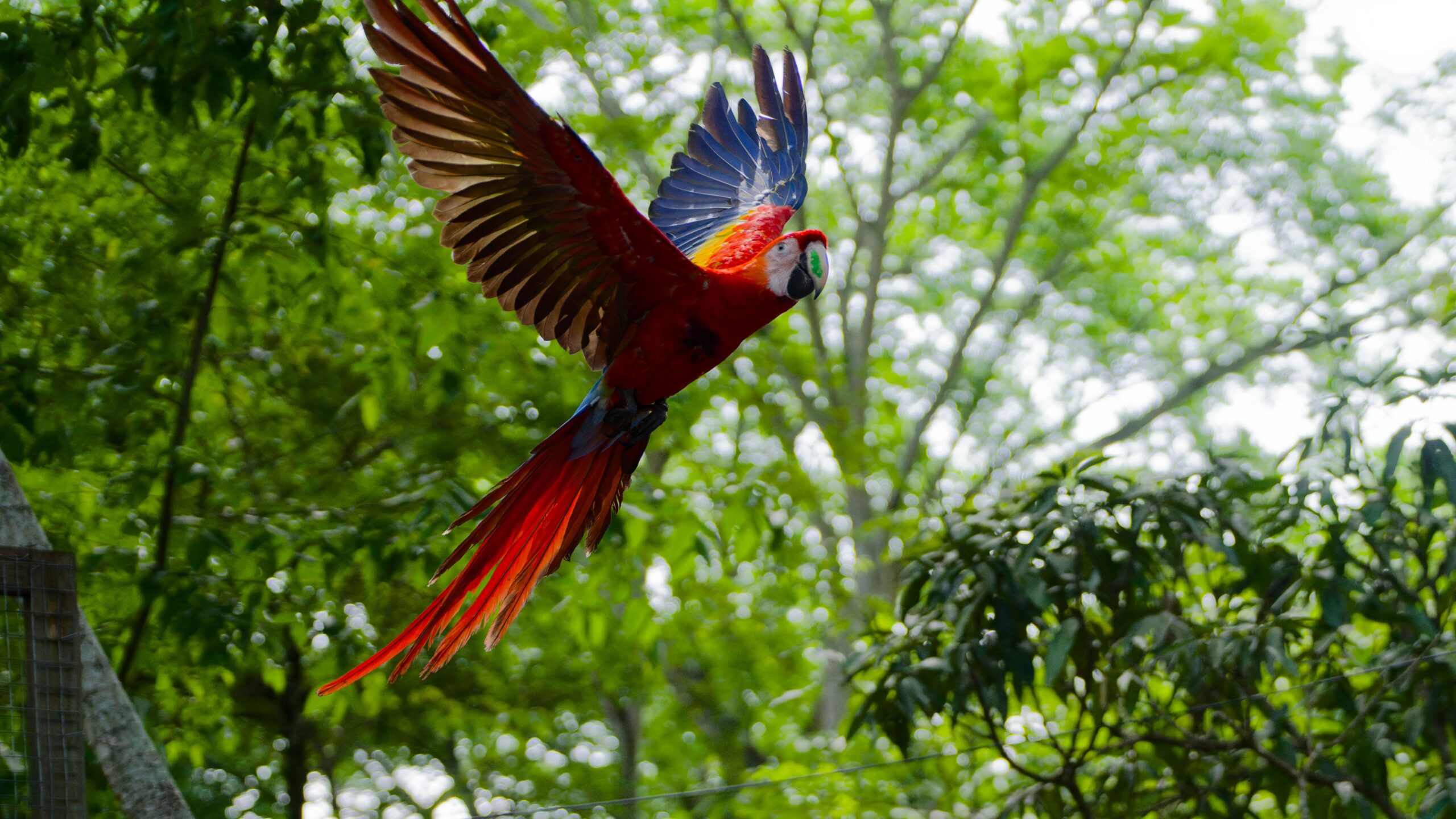 Copán Ruinas reafirma su liderazgo en turismo sostenible con la liberación de 12 guacamayas rojas durante el Guacamaya Fest 2026