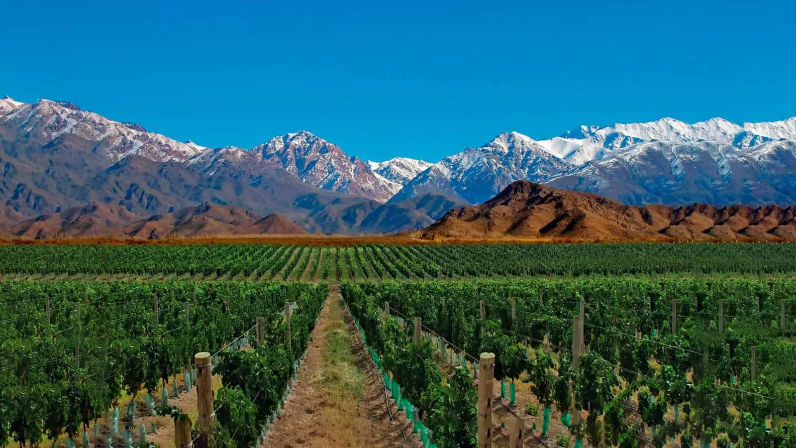 Mendoza fortalece su posicionamiento internacional en la industria de reuniones tras su participación en FIEXPO Latin America 2026