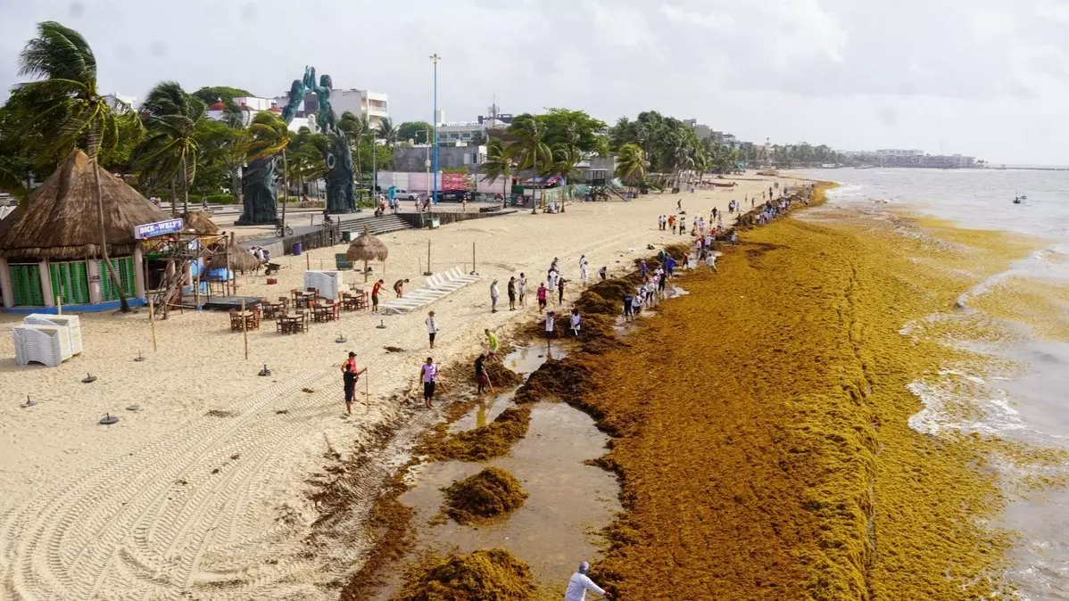 El sargazo el mayor dolor de cabeza para las 35 playas de Quintana Roo